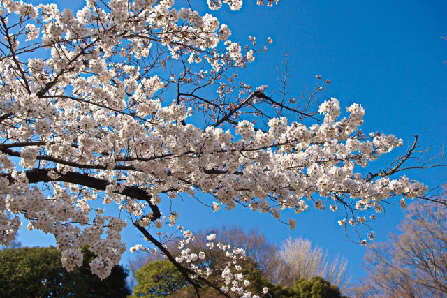 小石川後楽園の桜