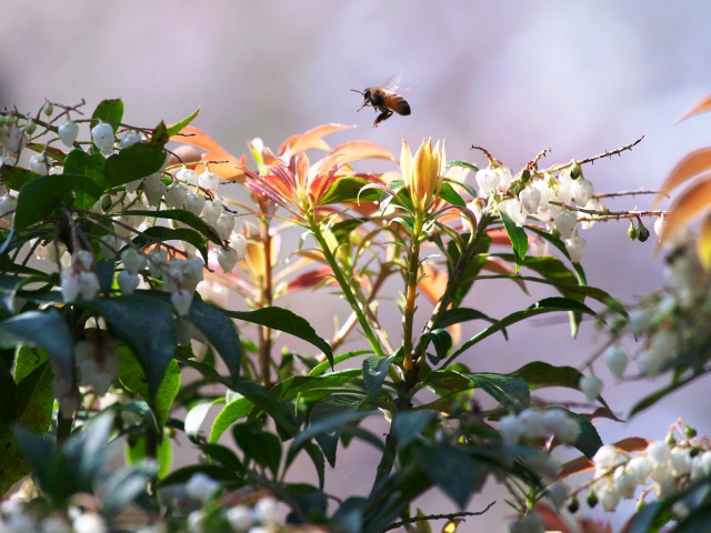 散歩道の花たち