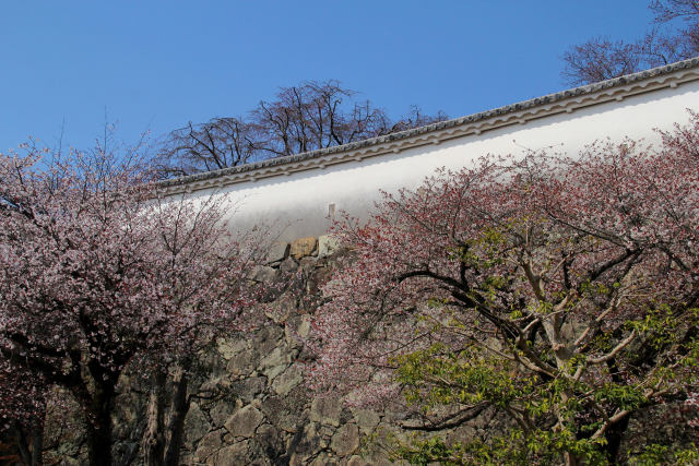 西の丸の塀と桜