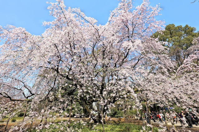 六義園の大木シダレザクラ 2016