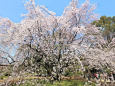 六義園の大木シダレザクラ 2016