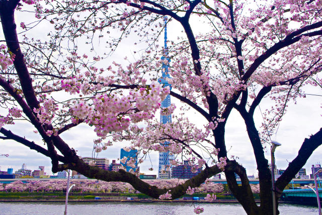 スカイツリーと桜