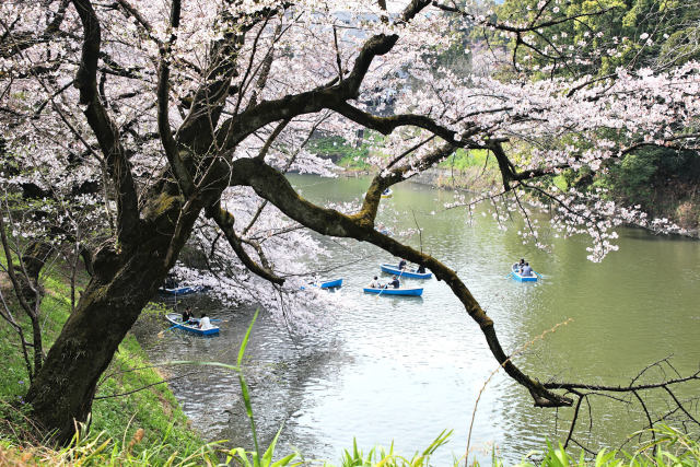 千鳥が淵の桜 2016