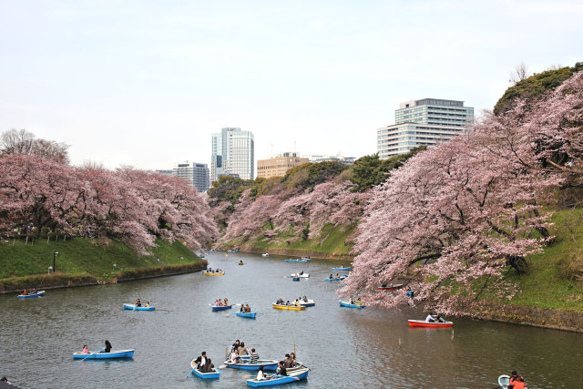 皇居千鳥が淵の桜 2016