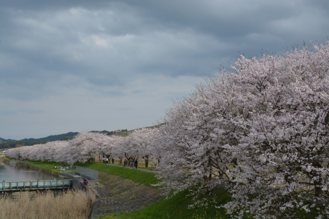 桜並木