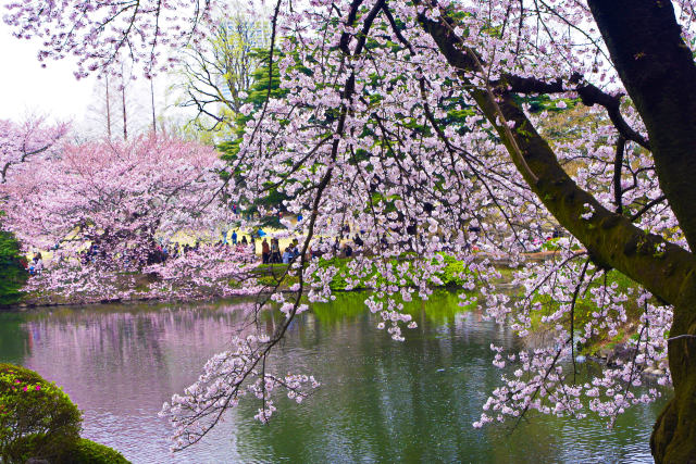 新宿御苑 水辺の桜