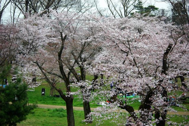 狭山公園