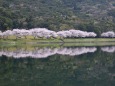 桜並木の映り込み