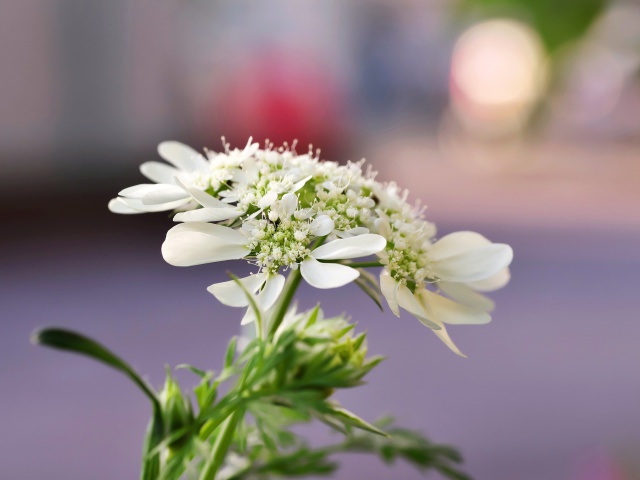 散歩道の花たち