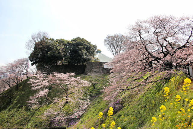 千鳥ケ淵の桜と武道館 2016