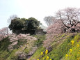 千鳥ケ淵の桜と武道館 2016