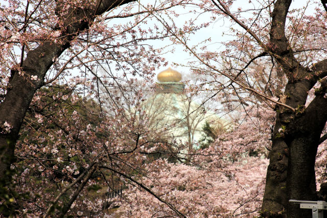 千鳥ケ淵の桜と武道館 2016