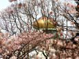 千鳥ケ淵の桜と武道館 2016