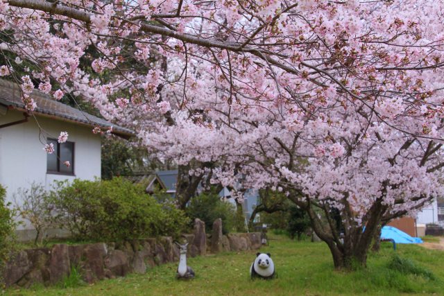 満開の桜