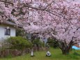 満開の桜