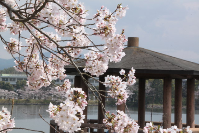 一枝の満開の桜