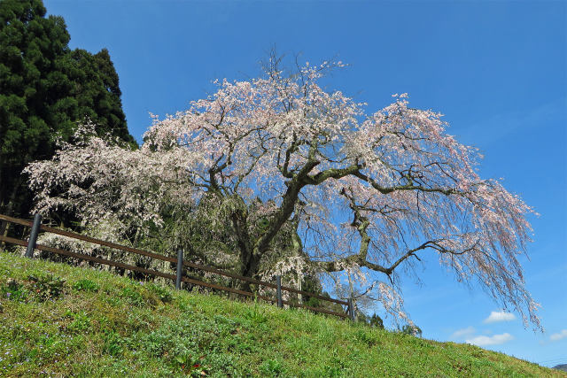 枝垂れ桜/三谷神社