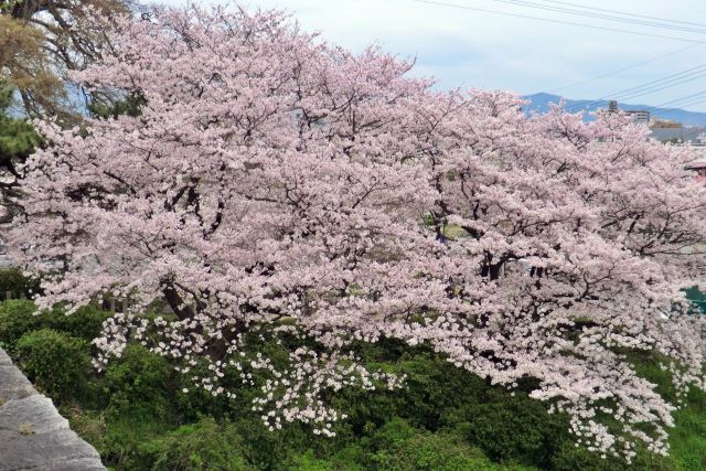 桜 篠山神社