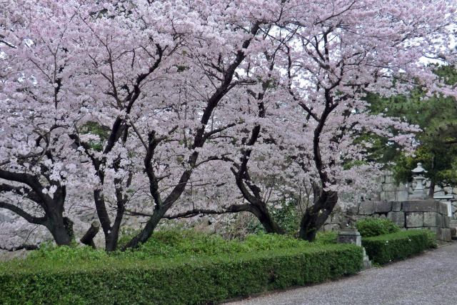 桜 篠山神社