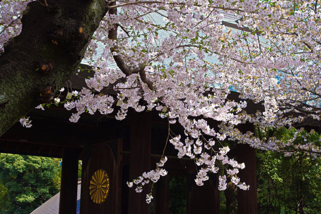 靖国神社の桜