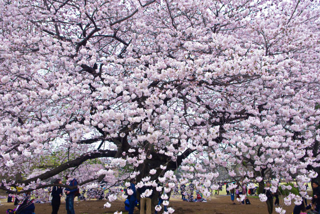 新宿御苑の桜