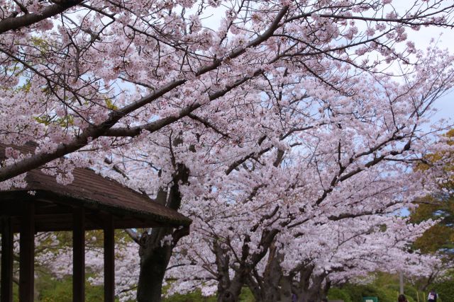 散歩道の満開の桜