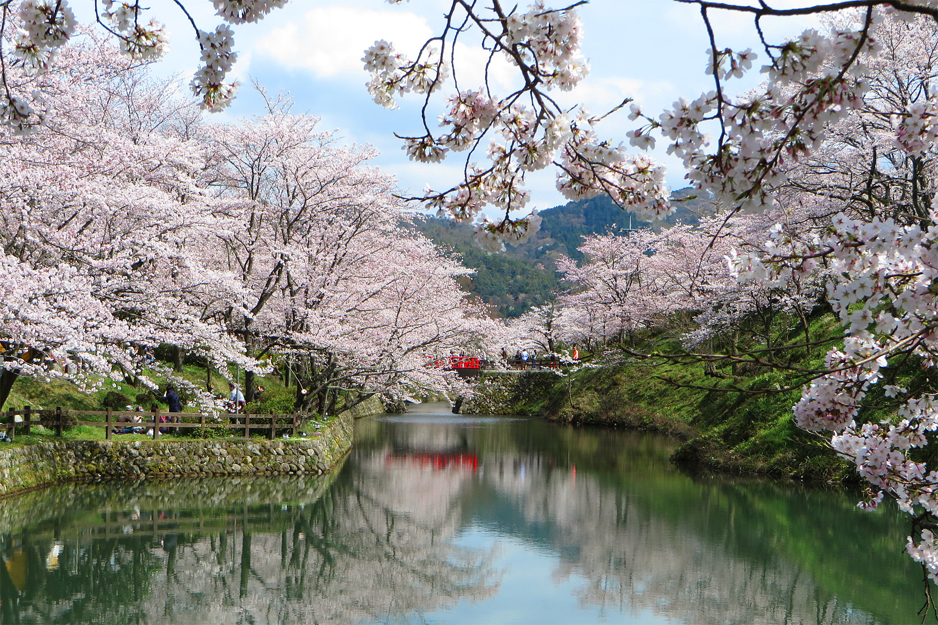 日本の風景 桜満開 鹿野城跡公園2 壁紙19x1280 壁紙館