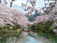 桜満開/鹿野城跡公園2