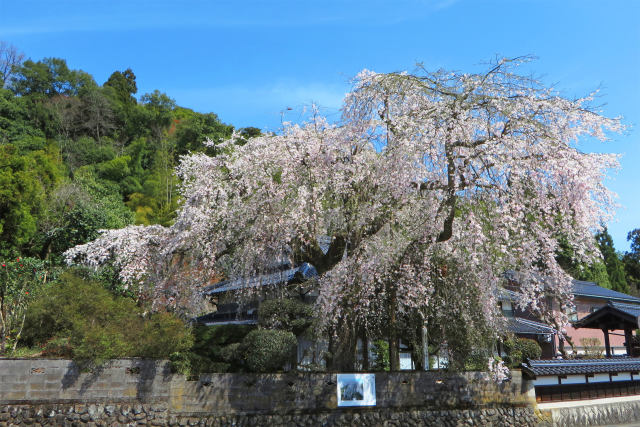 枝垂れ桜/長瀬