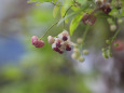 あけびの花