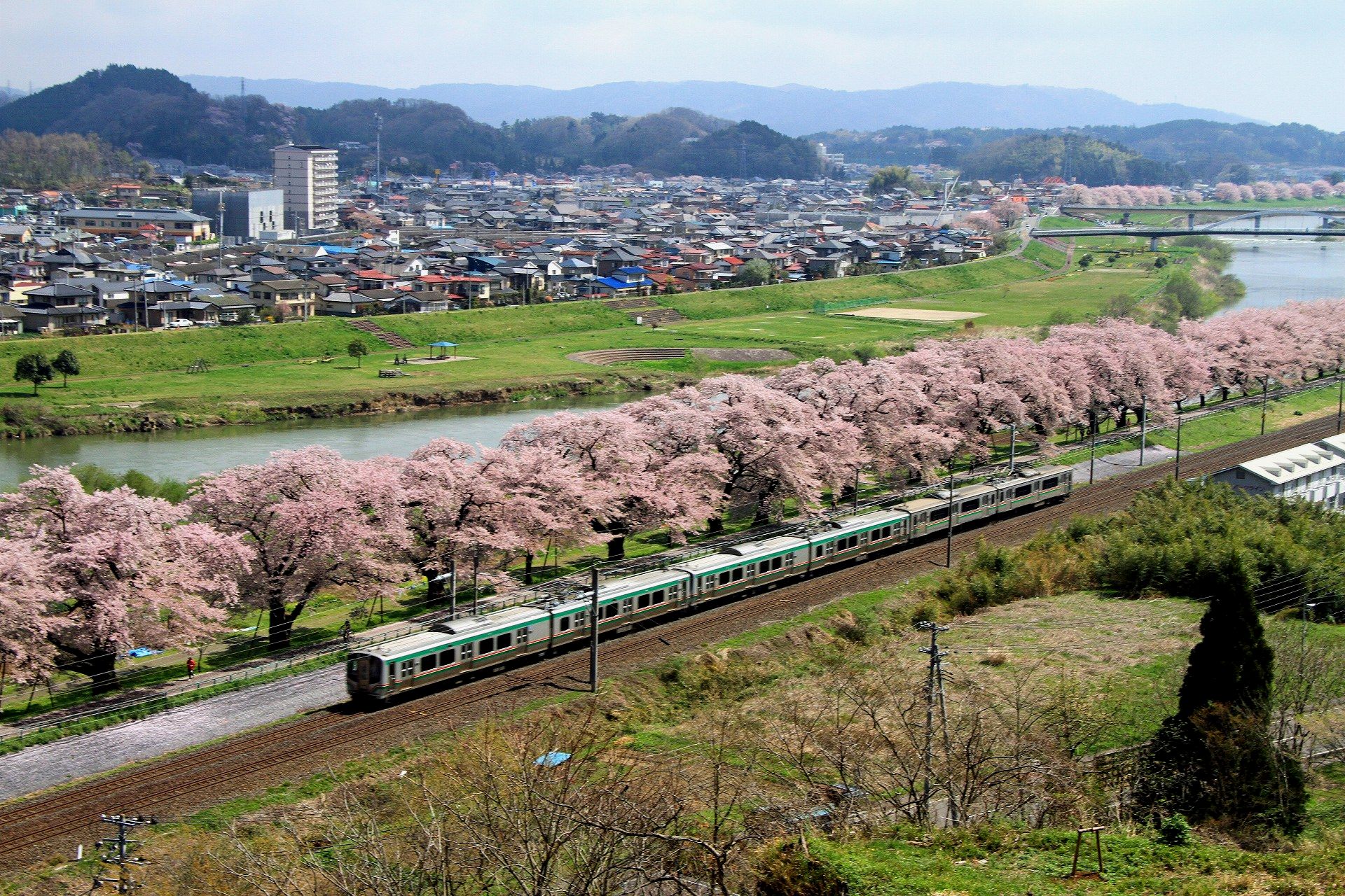 日本の風景 一目千本桜 壁紙19x1280 壁紙館