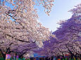 上野公園の桜並木