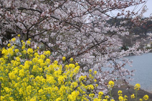 菜の花と桜