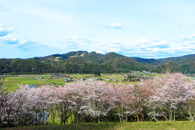 桜と田園風景