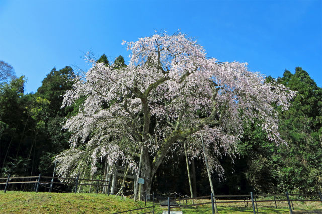 枝垂れ桜/三谷神社2