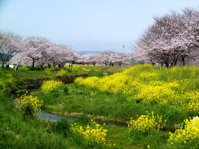 春爛漫