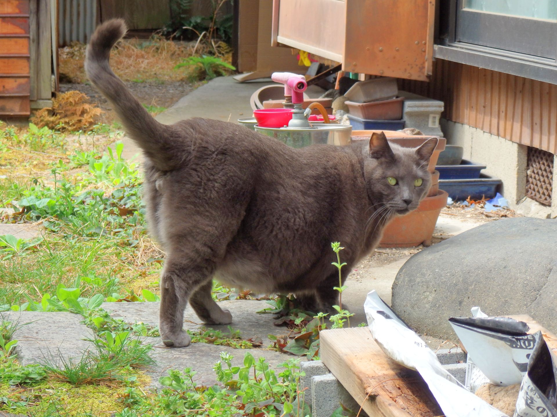 動物 猫 ぽっちゃりニャン 壁紙19x1440 壁紙館