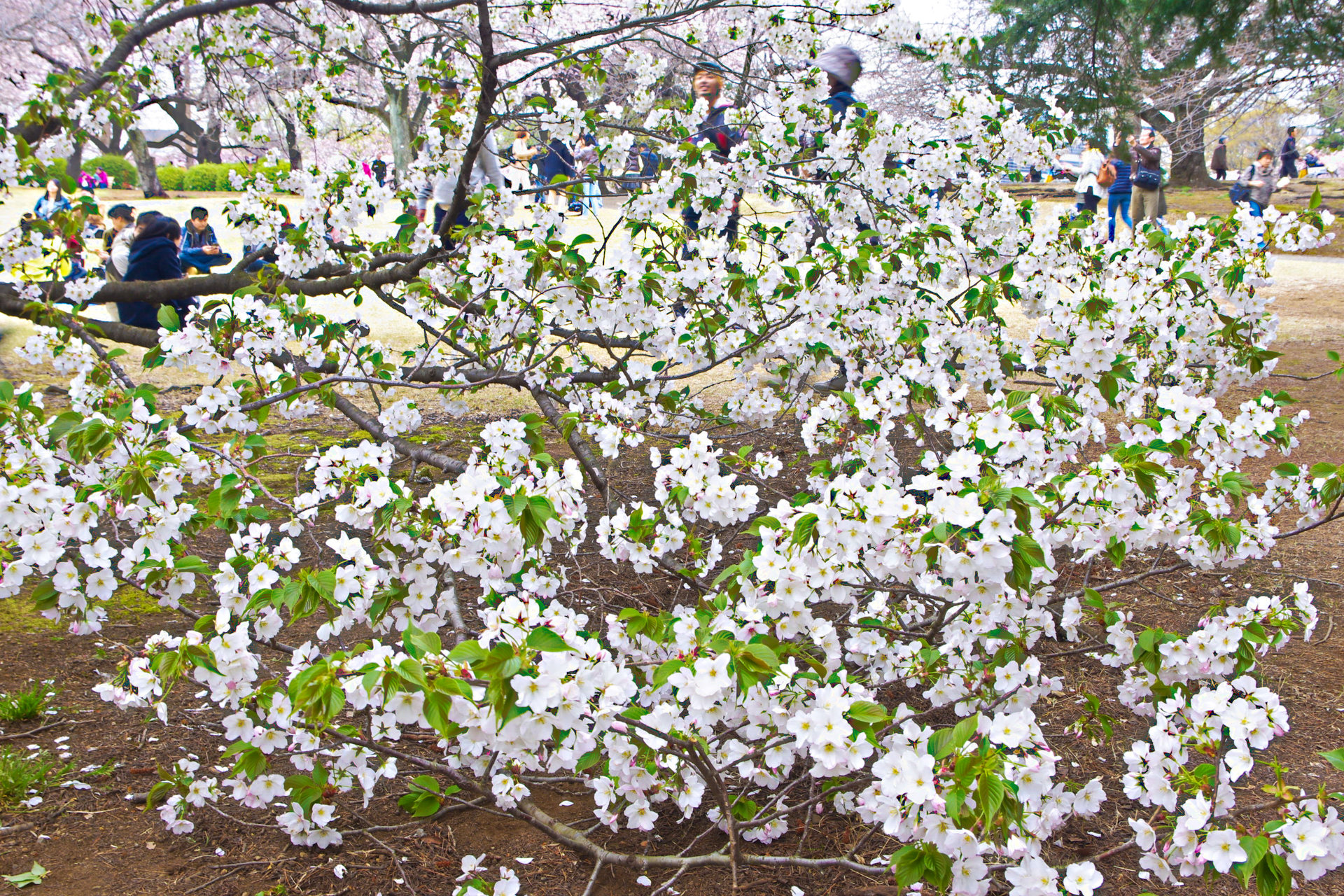 花 植物 地を這う桜 壁紙19x1280 壁紙館