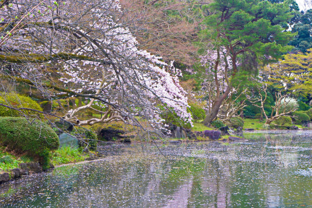 新宿御苑 水辺の桜