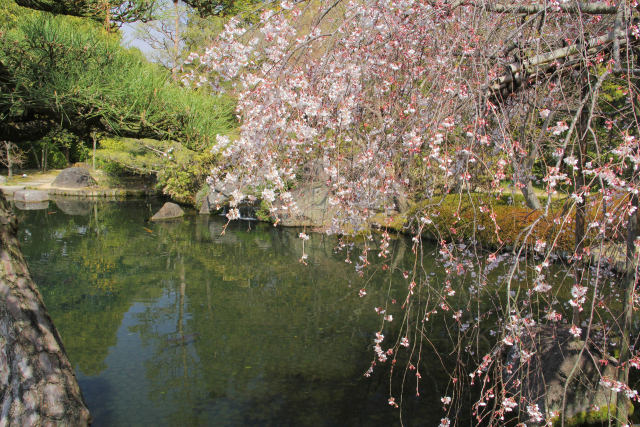 好古園・池泉端の枝垂れ桜