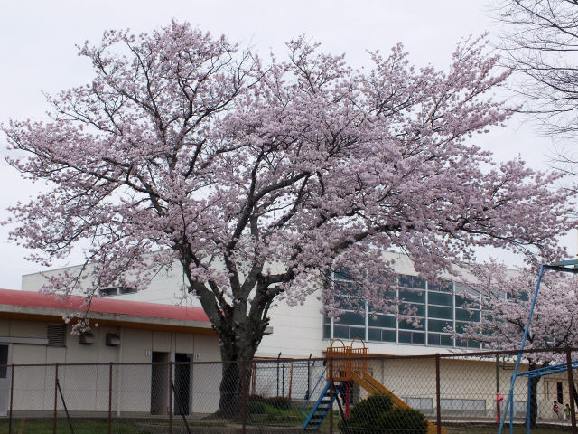 小学校の桜