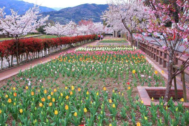 公園に咲くチューリップと桜