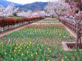 公園に咲くチューリップと桜