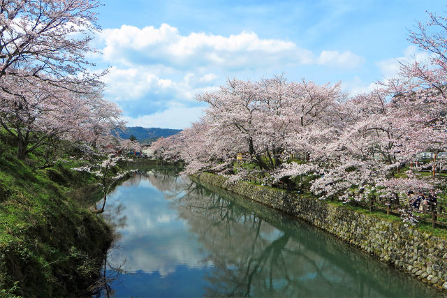 桜満開/鹿野城跡公園3