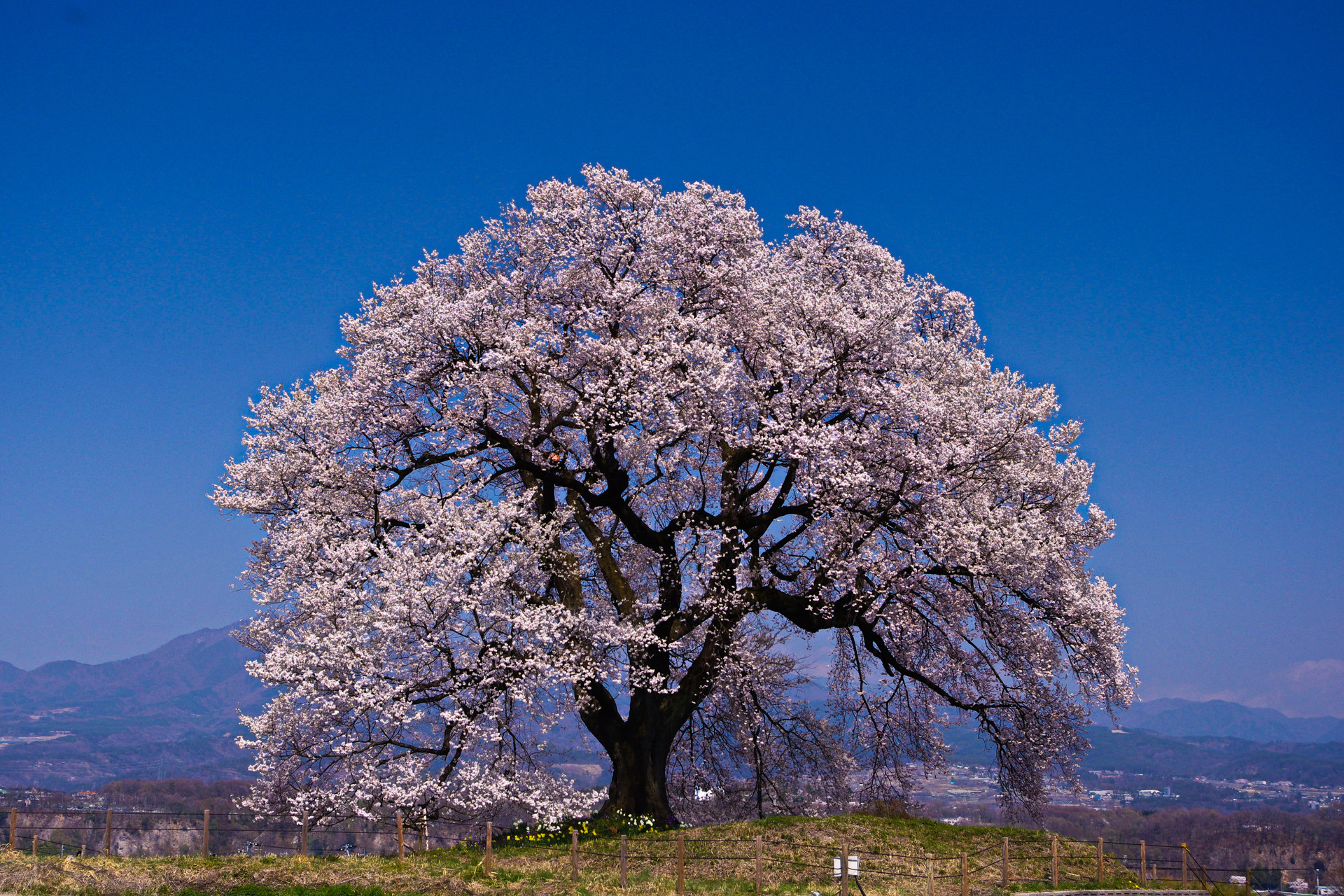 日本の風景 韮崎 わに塚の桜 壁紙19x1280 壁紙館