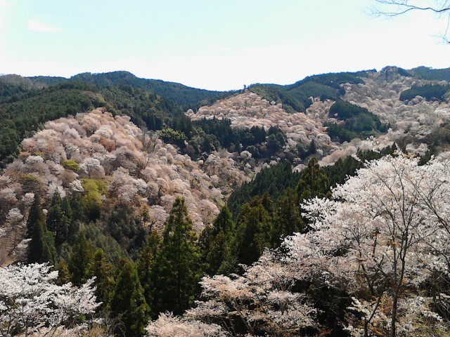 吉野山「一目千本」