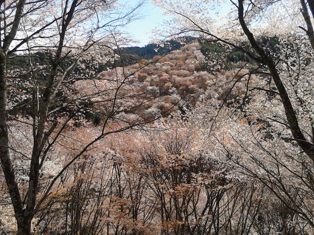 吉野山・中千本の桜