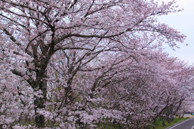 散歩道の桜満開