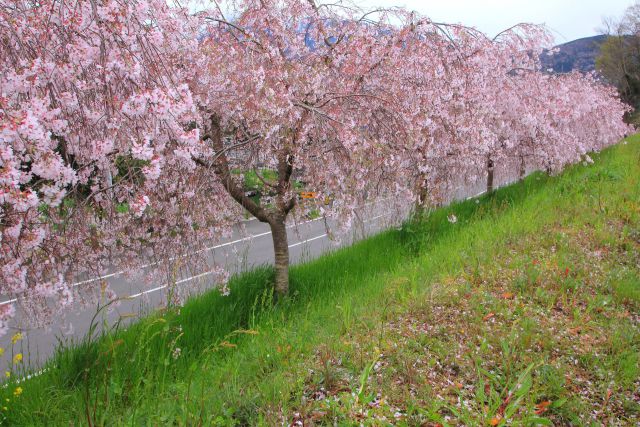 満開の枝垂れ桜-2