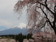 しだれ桜と富士山